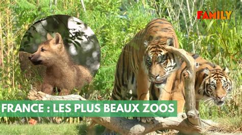 Dans Les Coulisses Des Plus Beaux Zoos De France Youtube