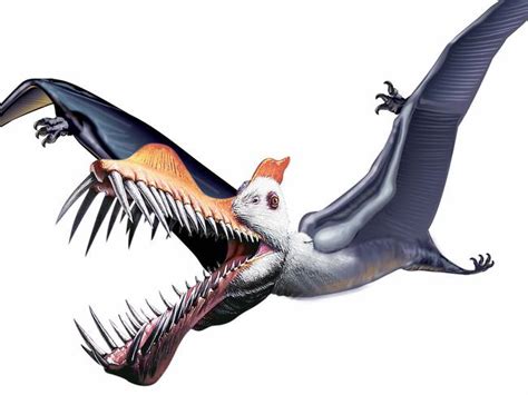 Scientists Discover Previously Unknown Species Of Giant Pterosaur With