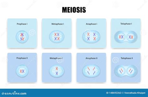 Divisão Celular Da Meiose Ilustração Do Vetor Ilustração De Fases