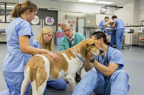 Academic Preparation Cornell University College Of Veterinary Medicine