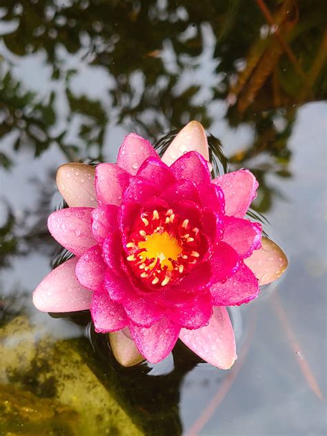 My Lily Pad In My Guppy Pond Finally Flowered Rplantedtank