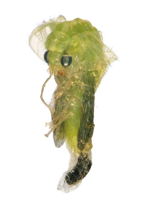 Green Lacewing Chrysoperla Carnea Stock Image Image Of Biological