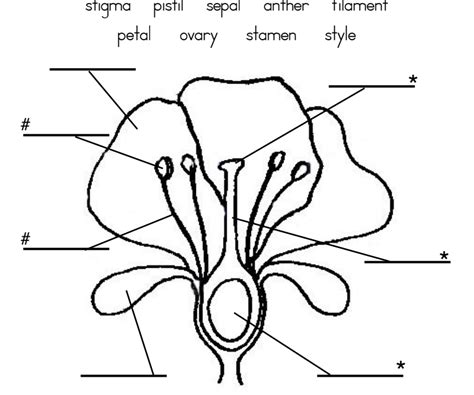 Flower Reproductive System Diagram Quizlet