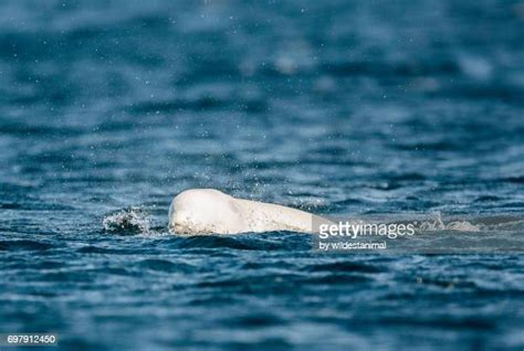 Narwhals Narwhals Swimming In The Ocean Photos And Premium High Res