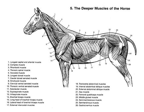 Horse Anatomy Horses Anatomy