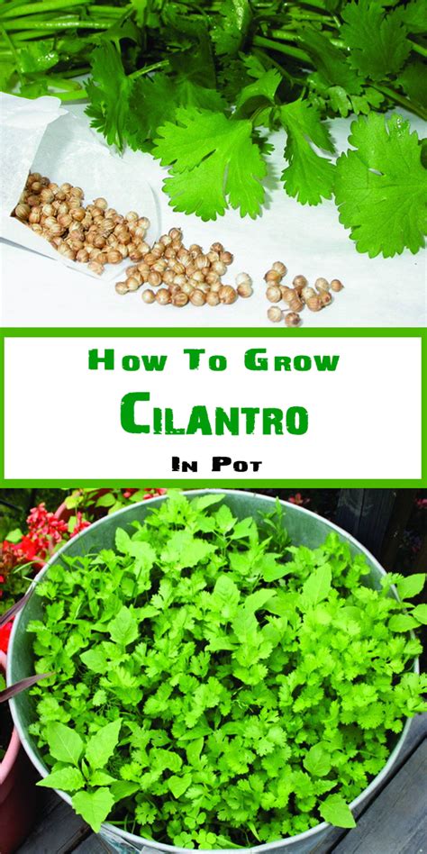 How To Grow Cilantro A Comprehensive Guide For Success Ihsanpedia