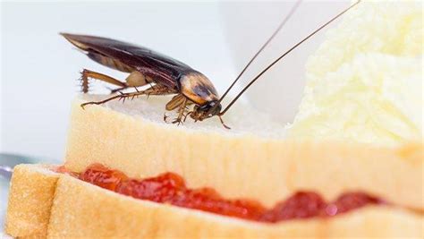 Here in north texas, we encounter our fair share of pests. American Cockroaches | A Guide To Dallas & North TX ...