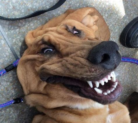 Funny Animal Face Image Pics Free Lol Funny Dog 8