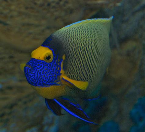 Blueface Angelfish Pomacanthus Xanthometopon Photo Ken Leonard