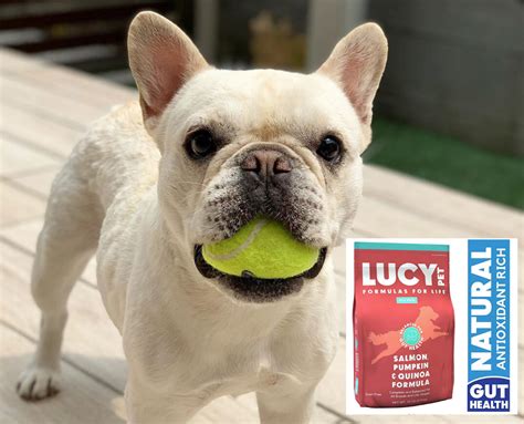 Best Food For French Bulldogs With Sensitive Stomachs 2021 Care Of