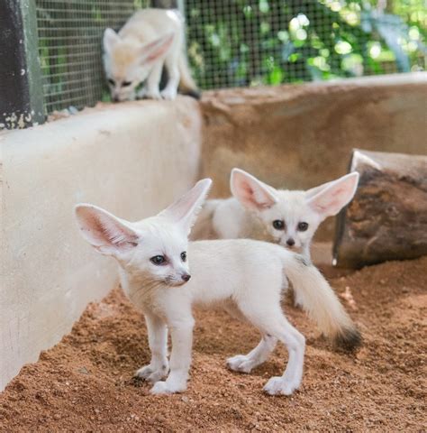 Fennec Fox Our Trained Fennec Foxes Are Available Exotic Animals For