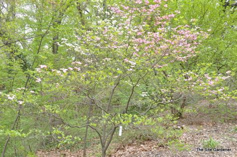 'cherokee chief' red flowers, resistant to spot anthracnose. Cornus florida 'Cherokee Chief' - The Site Gardener