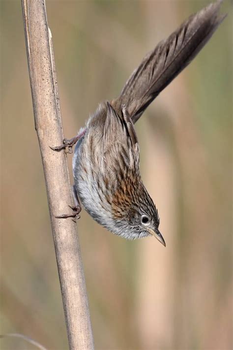 Top 25 Grassland Birds National Geographic Blog Rufous Vented Grass