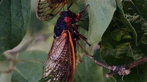 Rare Convergence Of Cicada Broods Happens This Spring What To Expect