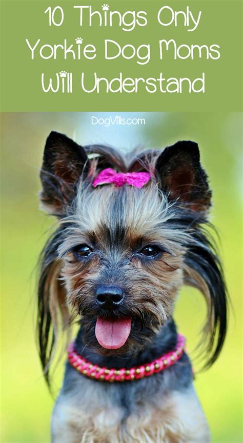 10 Things Only Yorkie Dog Moms Understand Dogvills