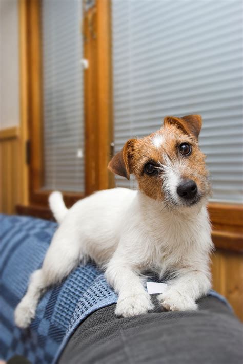 Jack Russell Terrier Dog Breed Information Continental Kennel Club