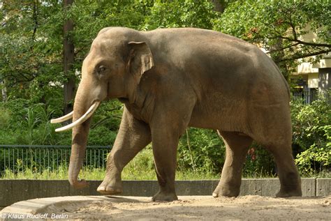 Image Elephas Maximus Asian Elephant Biolibcz