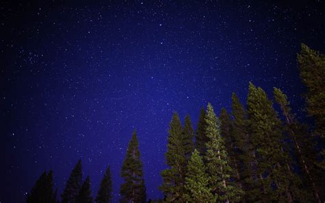 Download Wallpaper 2560x1600 Starry Sky Trees Night Sky Radiance
