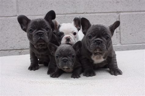 How Many Puppies Can A French Bulldog Have At One Time Lilac French