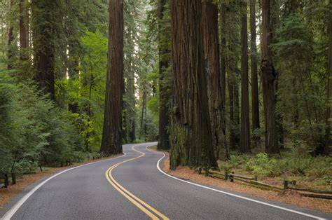 Ne Redwood Otoyolu üzerinde Görmek Için Ve Ne Değil To