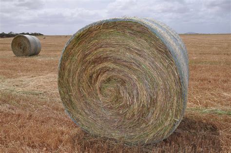 Certified Organic Large Round Oaten Hay Bales Hay And Fodder