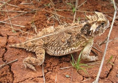 Colorados Reptiles And Amphibians Texas Horned Lizard