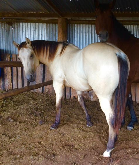 2020 buckskin quarter horse stallion sire: BUCKSKIN AQHA REG YEARLING COLT - Quarter horse - Horsezone