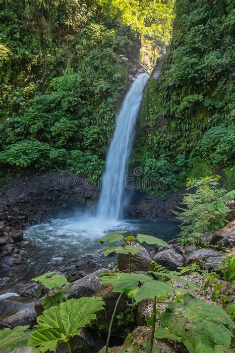 Cascada En Una Selva Profunda De Costa Rica Foto De Archivo Imagen De Bosque Senderismo