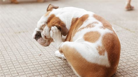 Pet Wikipedia Dog Scratching Belly But No Fleas