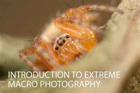 Introduction To Extreme Macro Photography Discover Digital Photography
