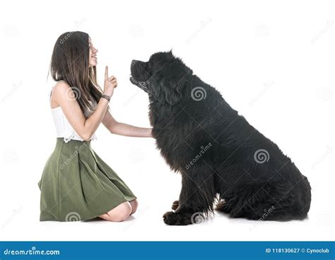 Newfoundland Dog And Woman Stock Image Image Of Teenager 118130627