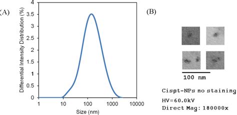 Development Of Drug Loaded Nanoparticles For Targeted Chemotherapy