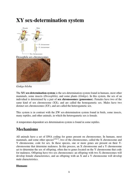 Xy Sex Determination System Pdf Sex Biological Classification