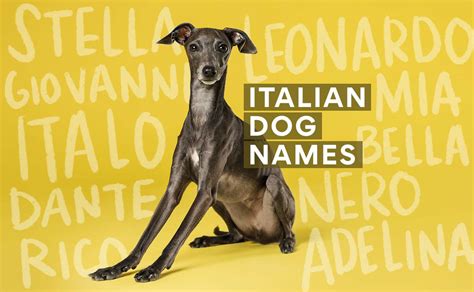 Italian Dog Names 200 Italian Name Ideas For Your Pup Bechewy