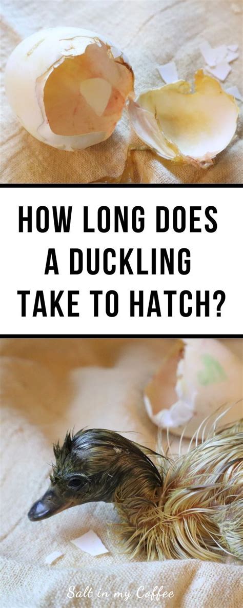 Can chicken go bad while defrosting? How Long Do Ducklings Take To Hatch? | Ducklings, Hatching ...