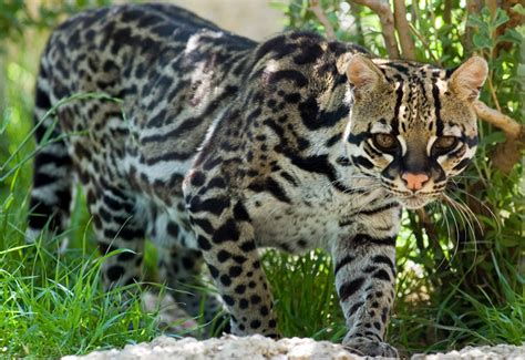 Ocelot Animal Facts And Information The Wildlife