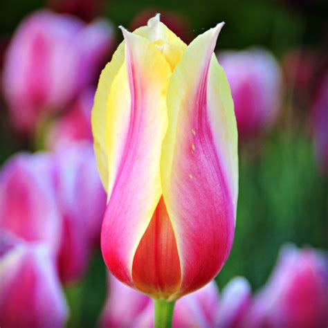 Photos Tulips Up Close Travel Bliss Now