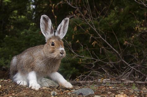 Snowshoe Hare Changing Colors Photograph By Tom Reichner