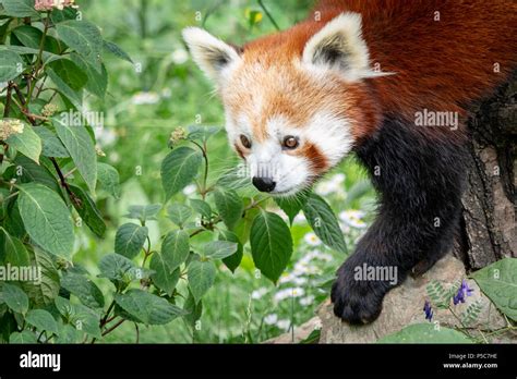 Red Panda Ailurus Fulgens On The Tree Cute Panda Bear In Forest