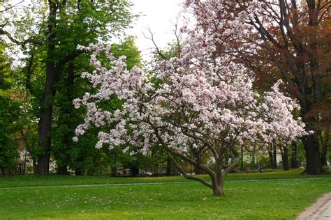 Principales Variedades De Magnolias Y Sus Cuidados Jardineria On