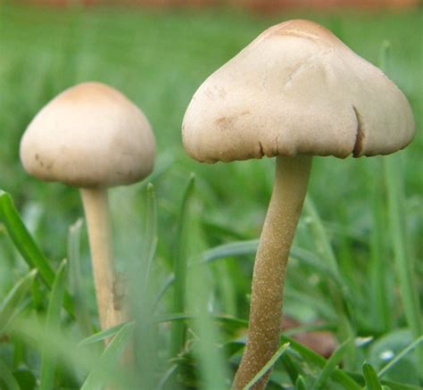 Mushrooms Edible Vs Poisonous Garden Guides