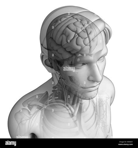 Illustration Of Human Head Anatomy Stock Photo Alamy