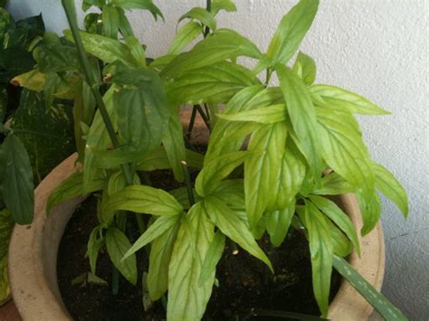 One comment mentioning about taking 5 sachets of ssg teabag daily for 3 days and experienced severe joint pains, who asked him to take so much. AUNTY SANDY N SELF-DEVELOPMENT: Sabah Snake Grass - A cure ...