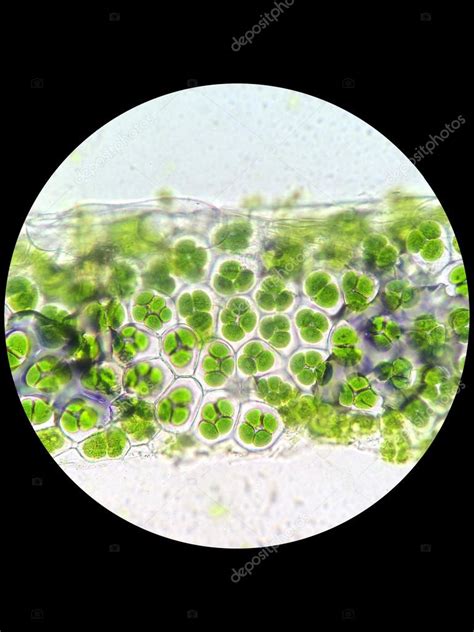 Plant Cell With Chloroplast Under Microscope Stock Photo By ©chawut