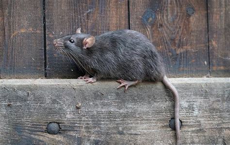 How Do Rats Impact The Environment Accurate Pest Control