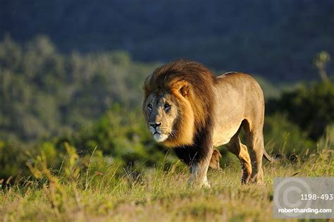 Adult Male Lion Panthera Leo Stock Photo