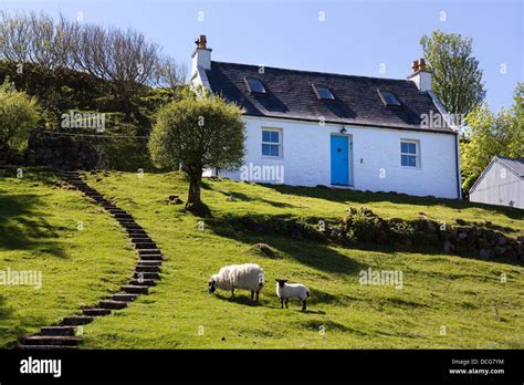 White Scottish Highland Croft Cottage With Blue Door And Grazing Sheep