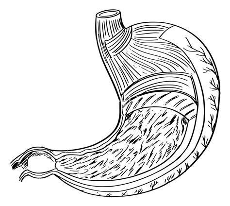 Stomach Drawing at GetDrawings | Free download