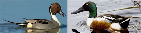 20 Types Of Ducks Found In Ontario Id Guide Bird Watching Hq