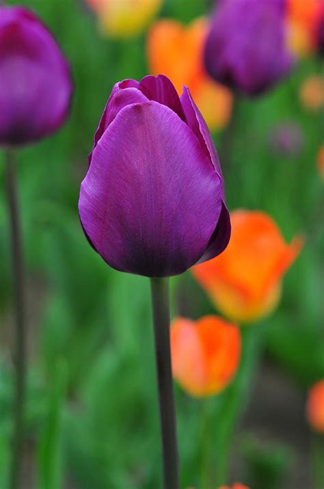 Purple Tulip Photograph By David Champigny Fine Art America
